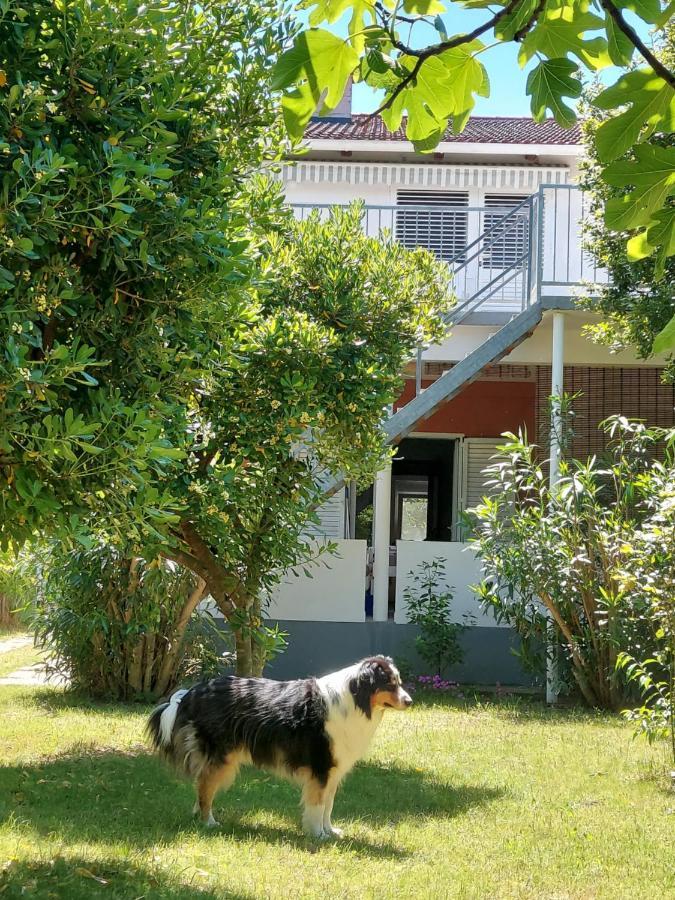 Apartament .....Und Der Hund Darf Mit Privlaka  Zewnętrze zdjęcie
